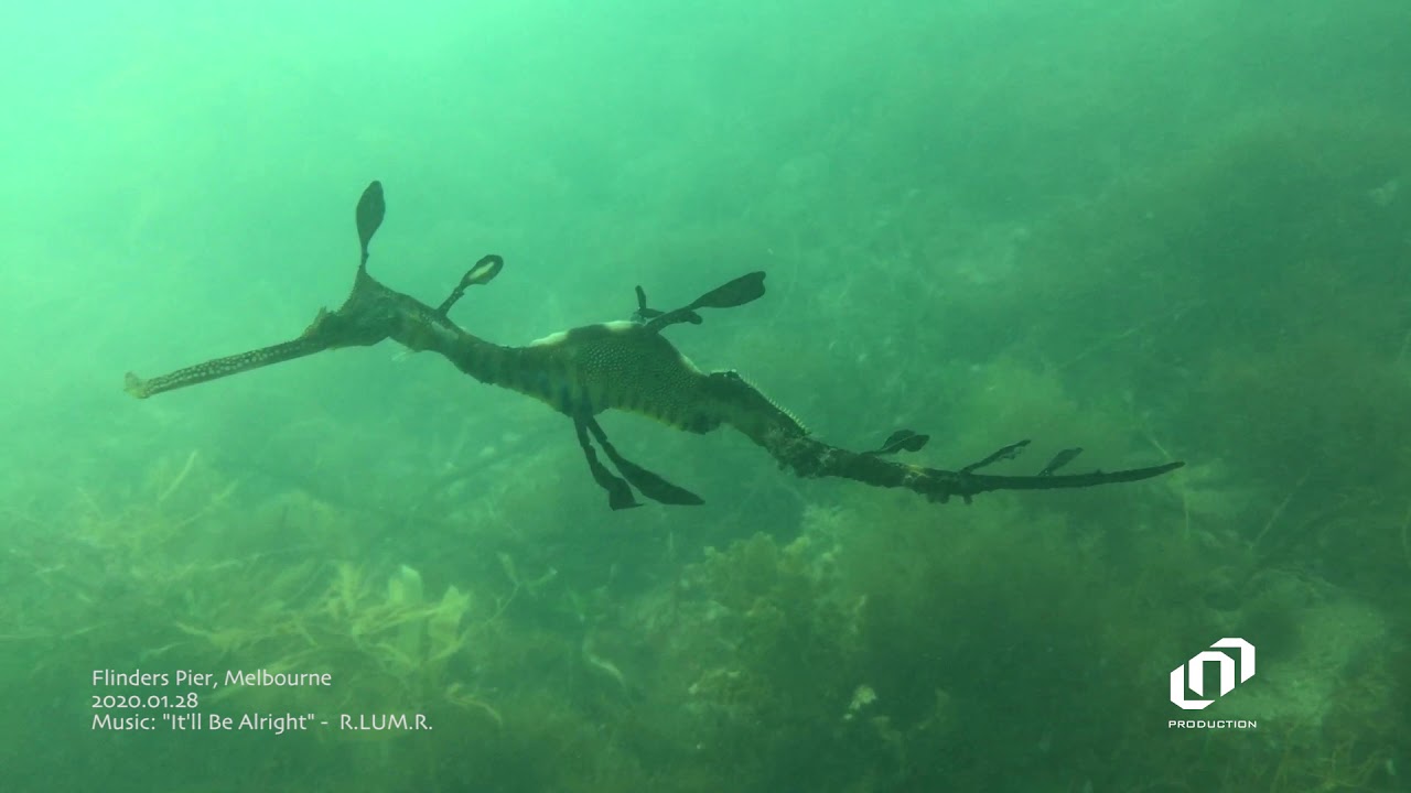 Anda Wata Diving : Dive Trip - Flinders Pier, Melbourne