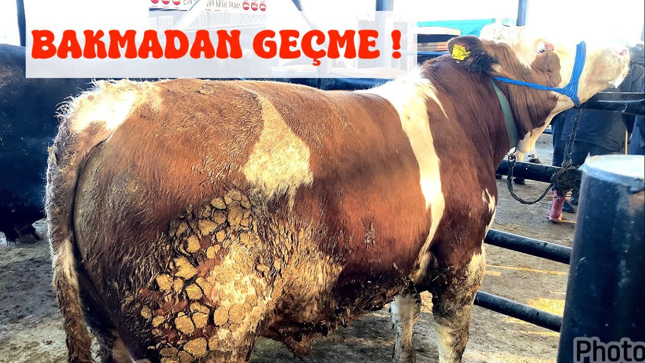 EDİRNE HAVSA HAYVAN PAZARI.KURBANLIKLAR SERGİDE !10 MART 2026