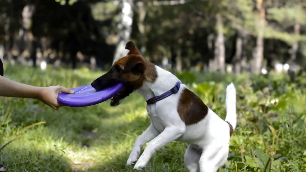 SUMMER 2017||FOXTERRIER ZUMA|| 6-8 MONTHS