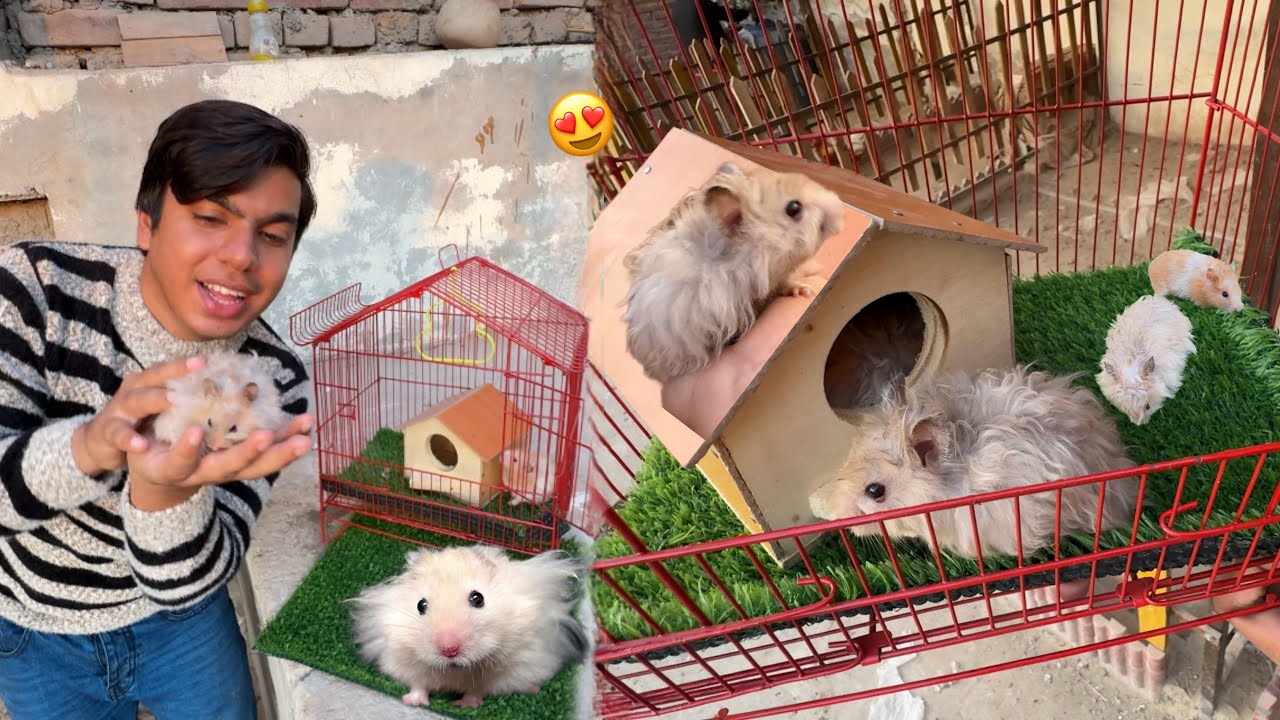 Long Hair Mouse La Aiy 😍 Bht Cute Hein