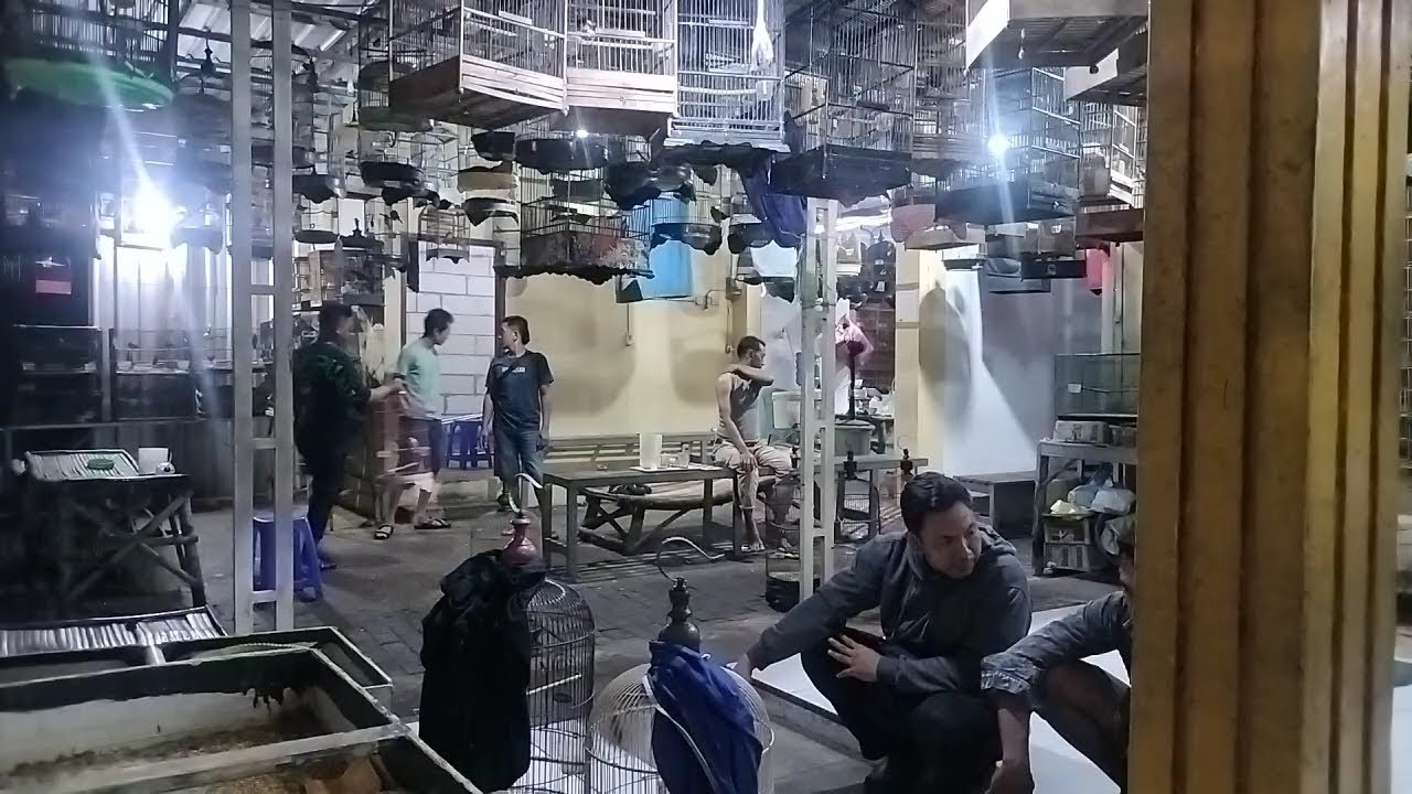 Malam hari bongkaran geden burung Tledekan - kacer - cendet - kenari - anis merah - DLL