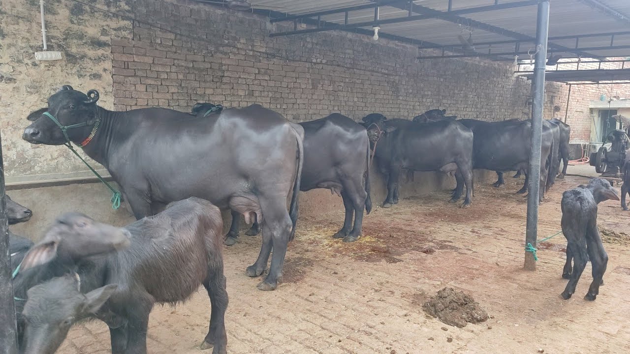 7 Buffaloes for Sale in Sangrur, 7 ਮੱਝਾਂ ਵਿਕਾਊ ਏਰੀਆ ਧੂਰੀ, ਸੰਗਰੂਰ