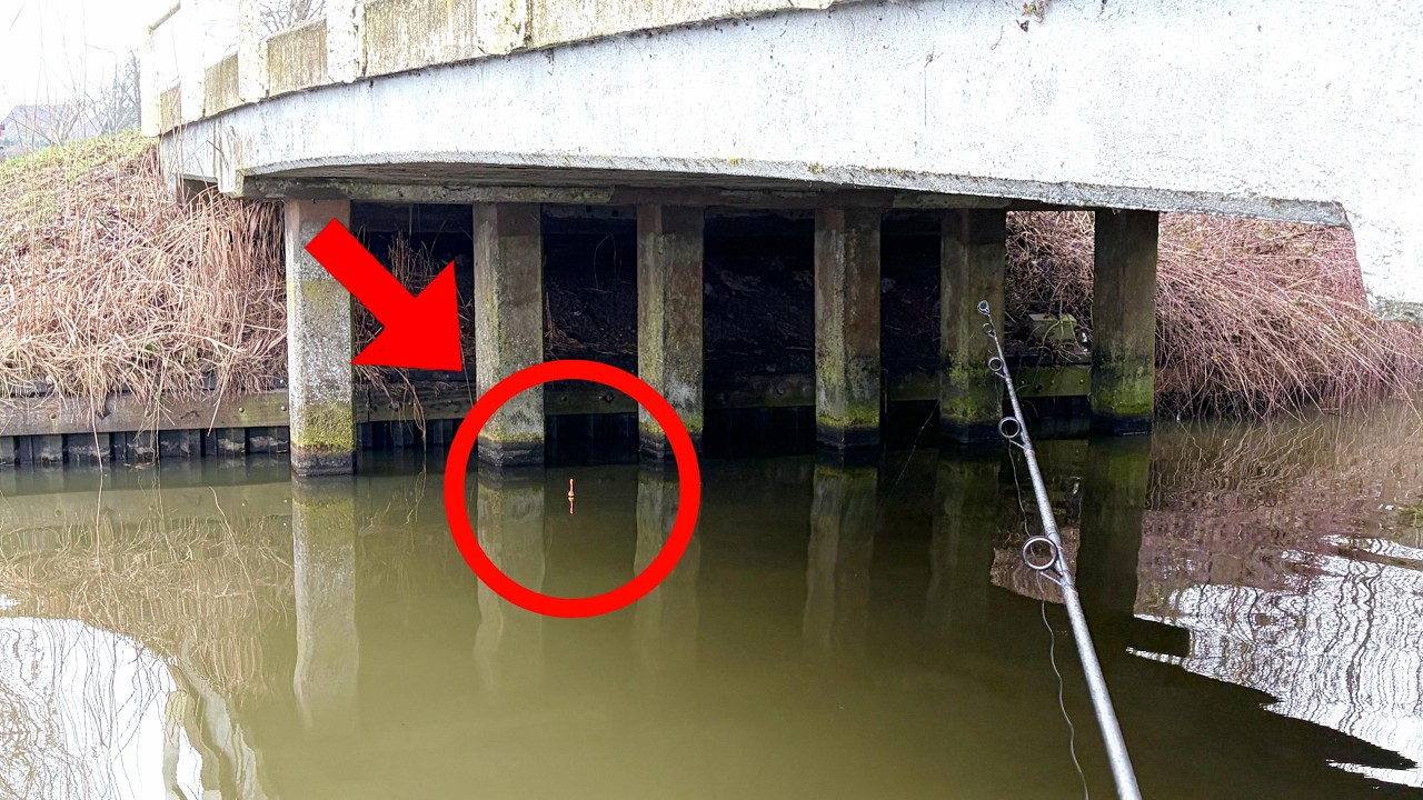 Biss! Angeln mit Köderfisch auf Hecht. Bekomme ich den Brückenwächter?