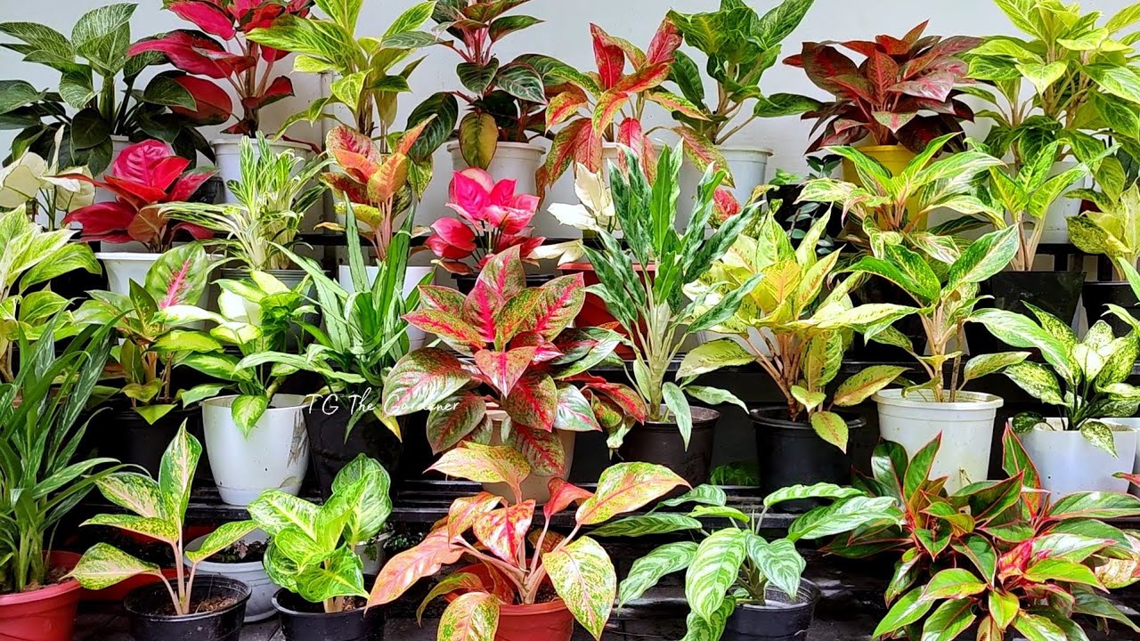 Tips for Healthy n' Colourful Aglaonema |അഗ്‌ളോണിമ തഴച്ച് വളരാൻ ഇങ്ങനെ ചെയ്യൂ...
