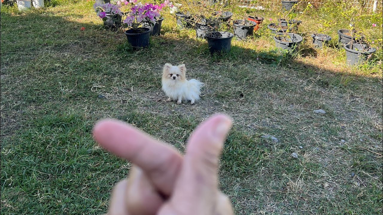 PAWSOME DAY