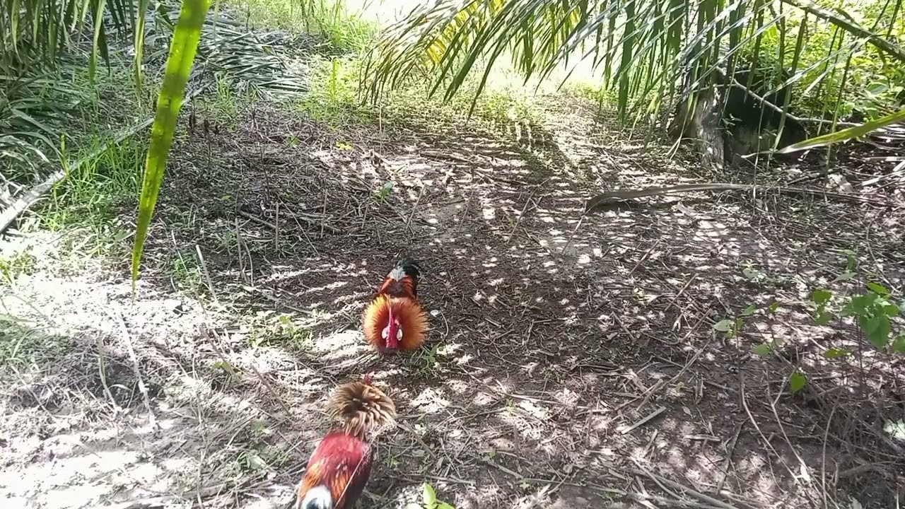 Pikat di hajar ori muda hampir keok ,,