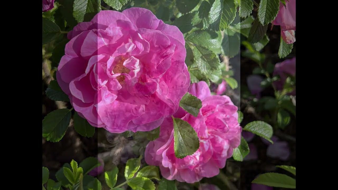 Relax as You Listen to Acoustic Guitar and Watch the Beautiful Flowers Chill Study Sleep Meditate Ba