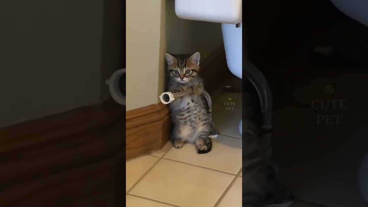 Chat b&ecirc;tises #shorts #cat #chat #cute #cutecat