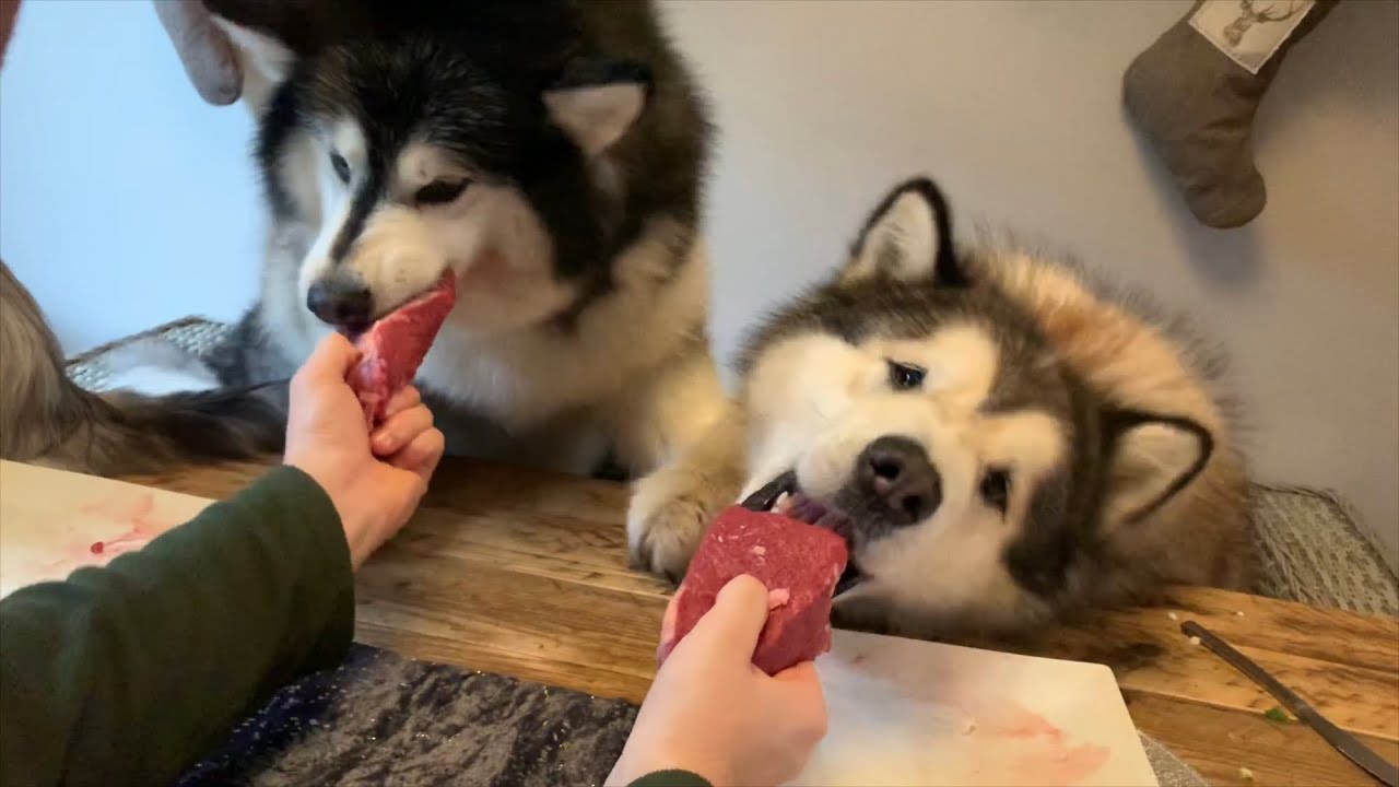 ALASKAN MALAMUTE DOGS REVIEW RAW MEAT AND VEG | SUBTITLES