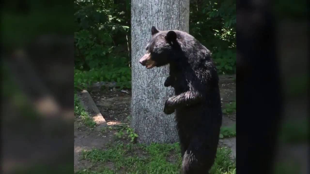 Pedals bipedal bear sighting