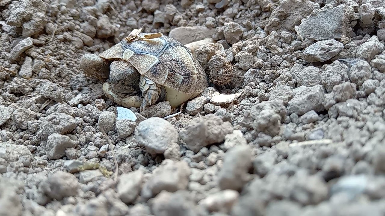 Schiusa uova tartarughe di terra, 81 giorni 🐢🐣 sei nascite, primo video di tre🐣🐢🐢🐢🐢🐢🐢