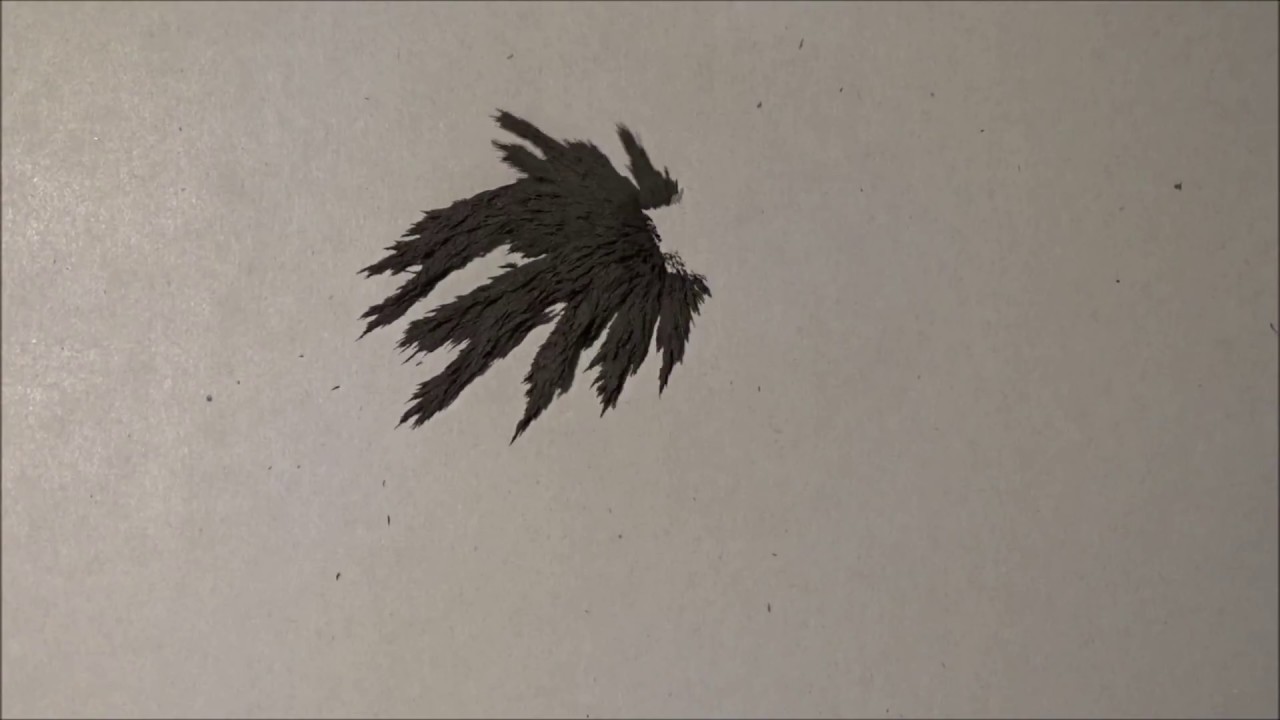 Film 1   Das magnetische Tier