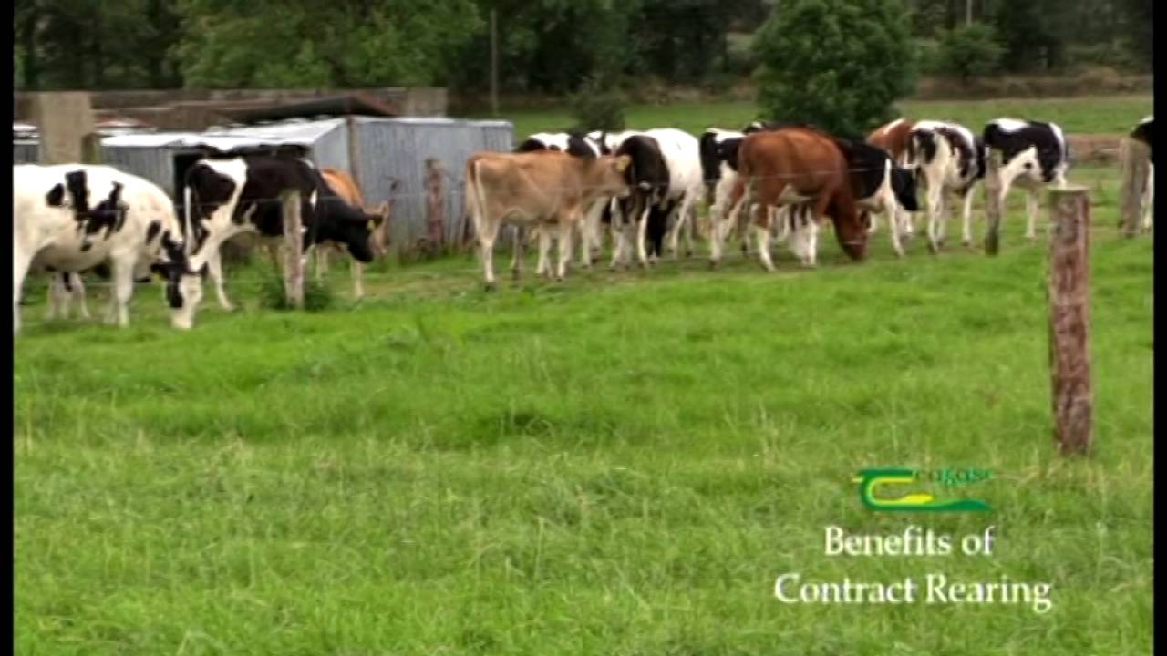 Contract Rearing Part 1: The Benefits