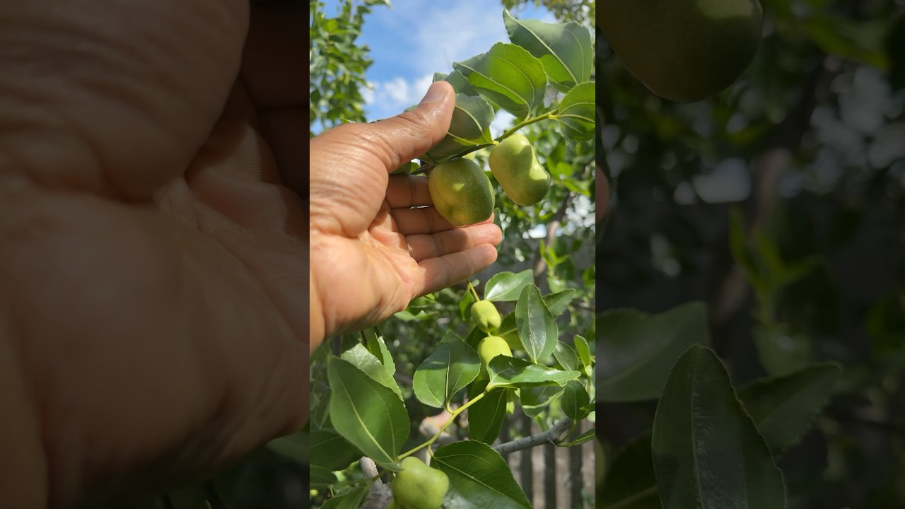 Very large fruit on both my Jujube trees🤩#jujubetree #rarefruits #london #garden
