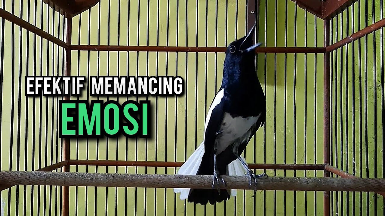 kacer gacor NGEPLONG tarung ini paling ampuh buat PANCINGAN KACER agar EMOSI