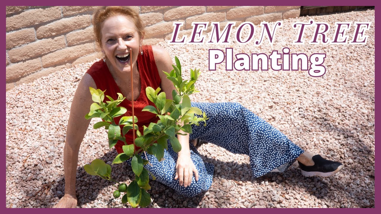 PLANTING A LEMON TREE In The Arizona Desert / JoyUsgarden