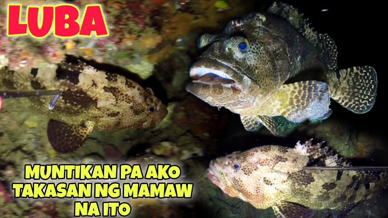 eps.191 MUNTIKAN PA AKO TAKASAN NG MAMAW NA ITO😱 LUBA🤩 #fishing #fish #gopro #bigfish #lapulapu