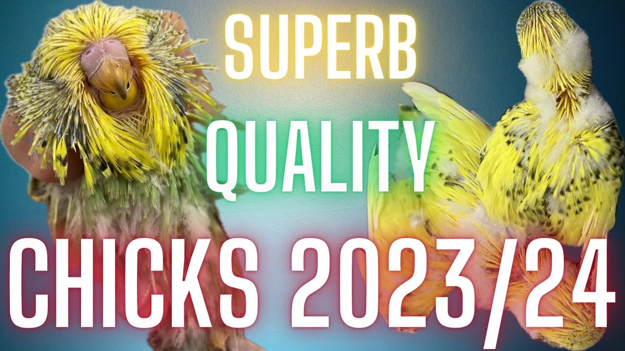 First batch of 2023/24 Budgie chicks