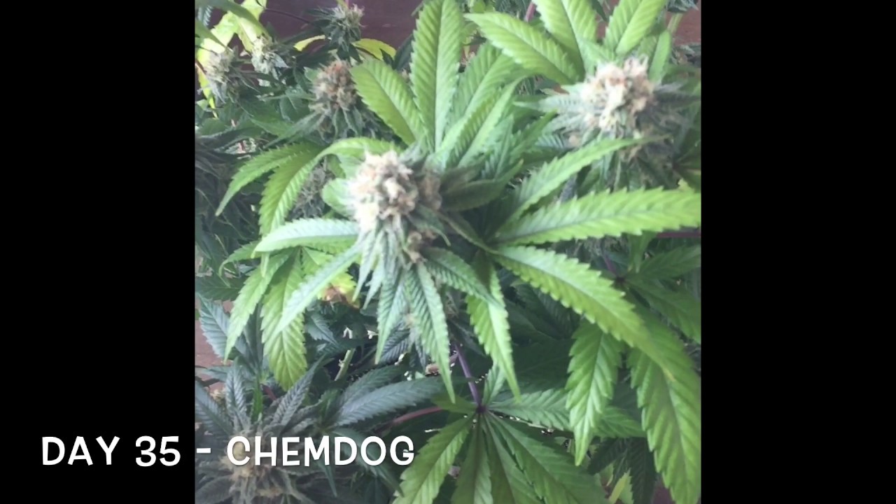 Chemdog Grow Day 35- Dr Greenthumb Seeds