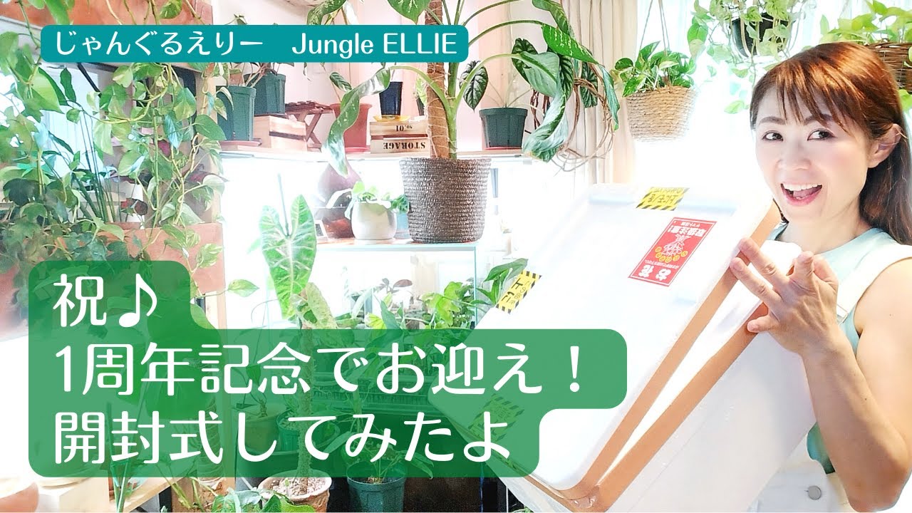 【祝♪1周年！】番組1周年記念にお迎えした観葉植物の開封式をしてみました！真夏の植物の丁寧な梱包や発送にも注目です！　[観葉植物]ー　Ep.70