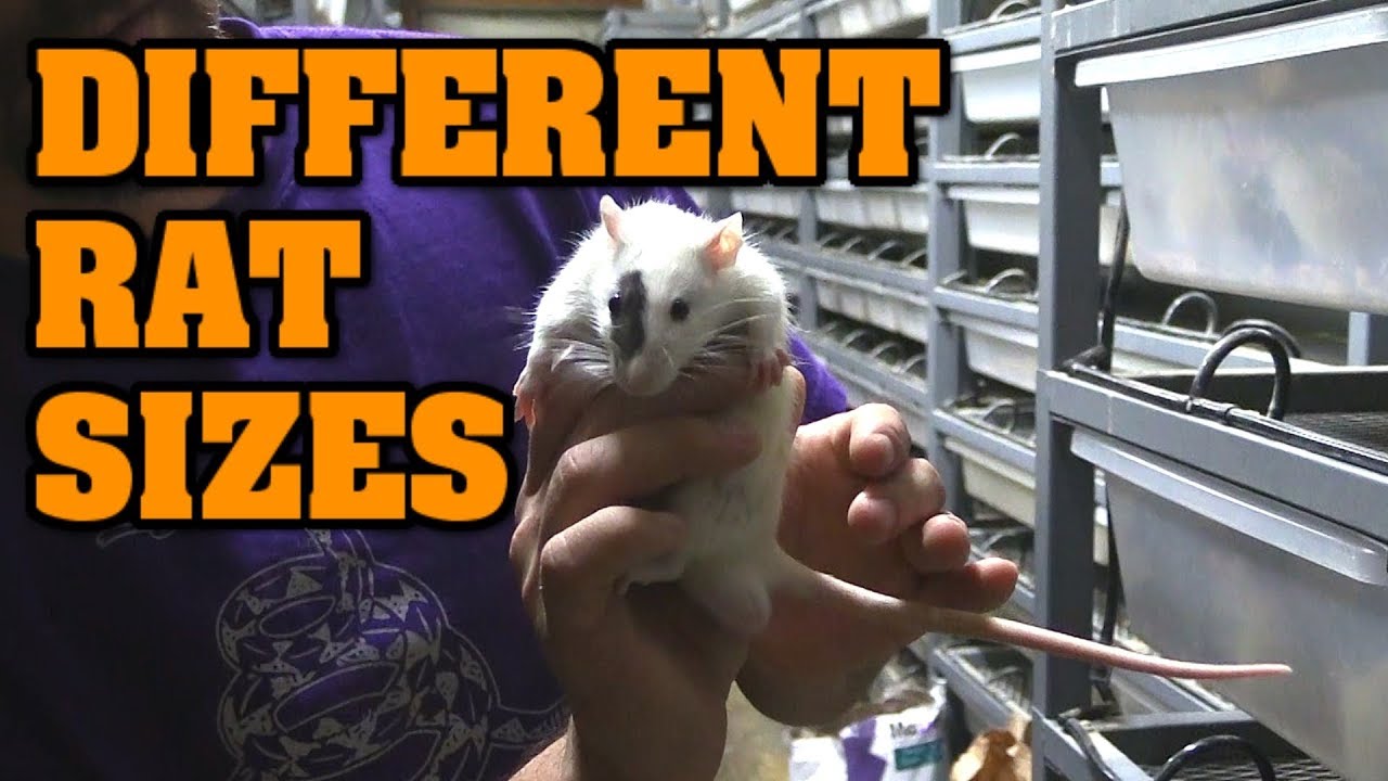 Rodent size and visual snake feeding guide.