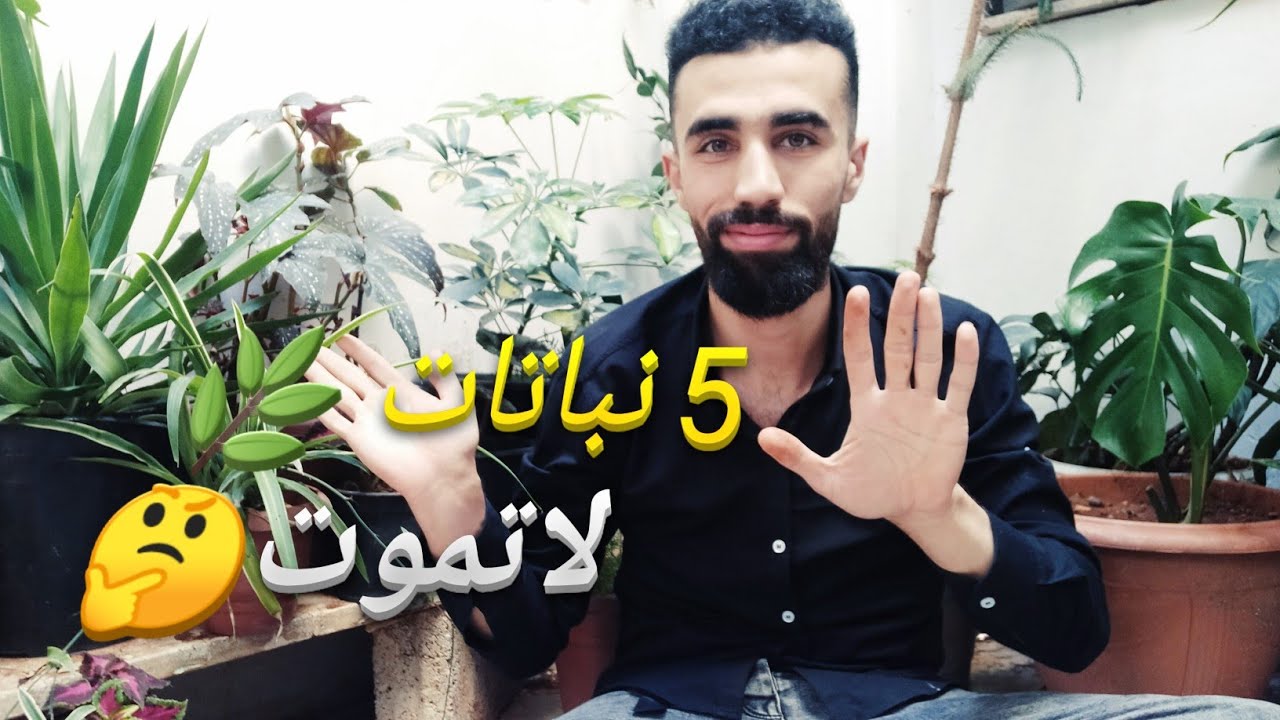 نباتات داخلية متحملة دائمة الخضرة