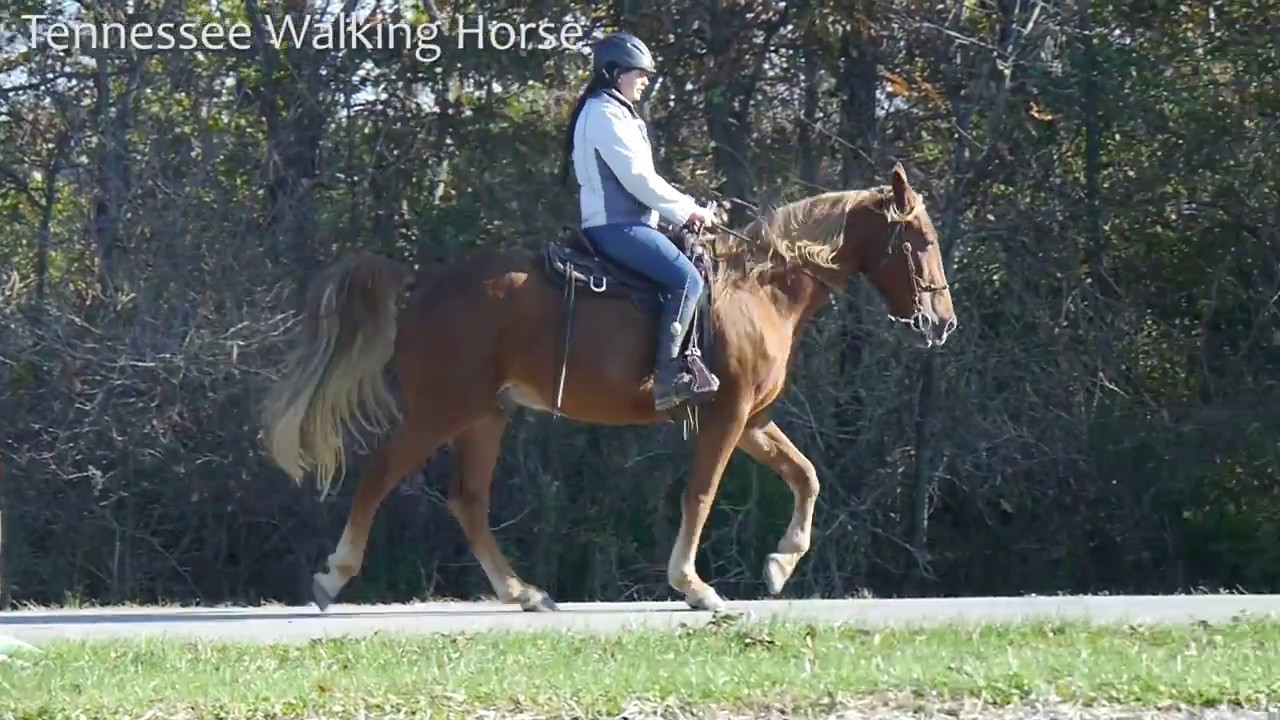 Free Gaited Training , Clinic Progress (Ohio, 2016)