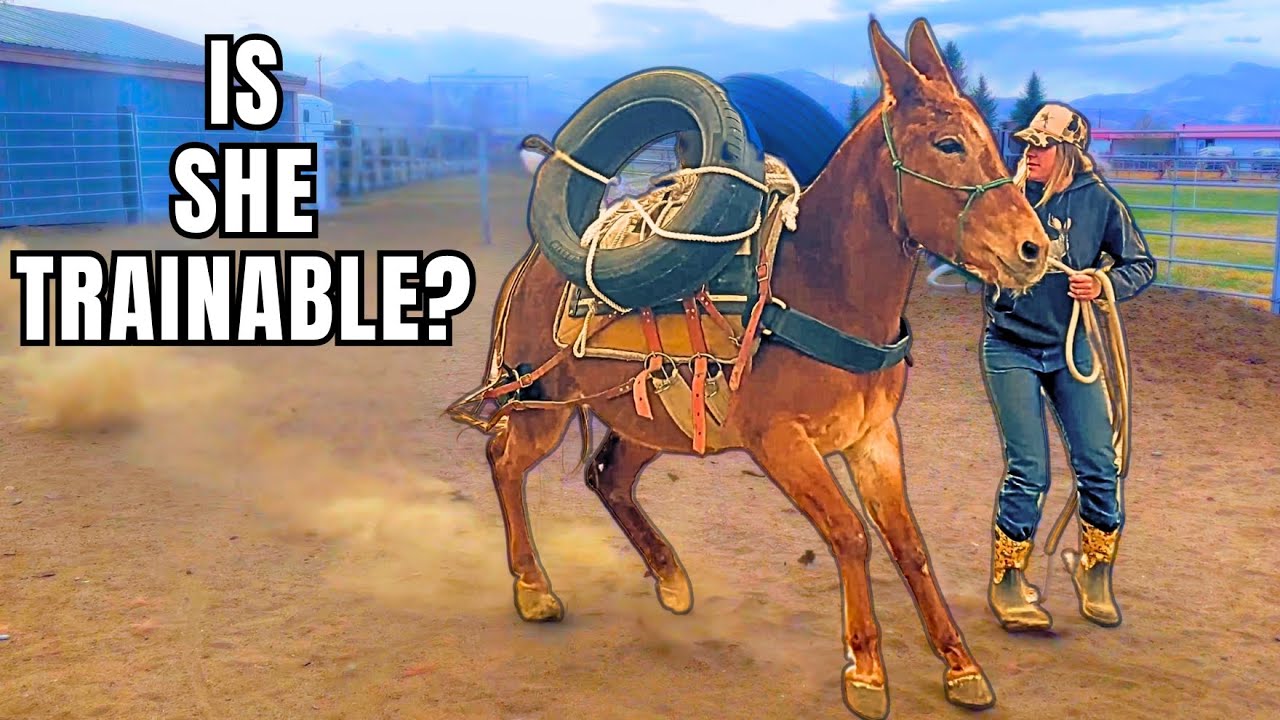 Training a SCARED Mule To Pack!