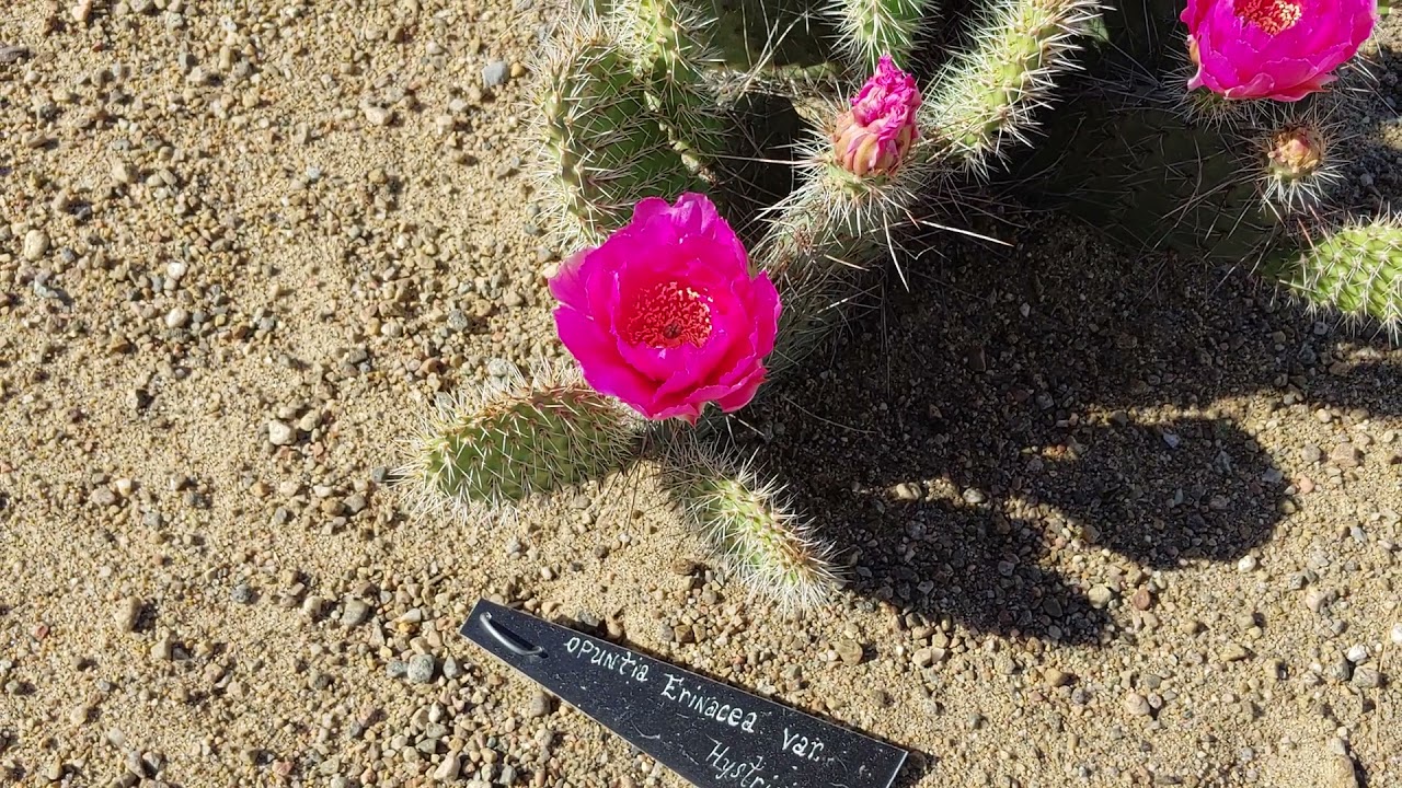 2021 cold hardy cactus Hemmingford QC Canada