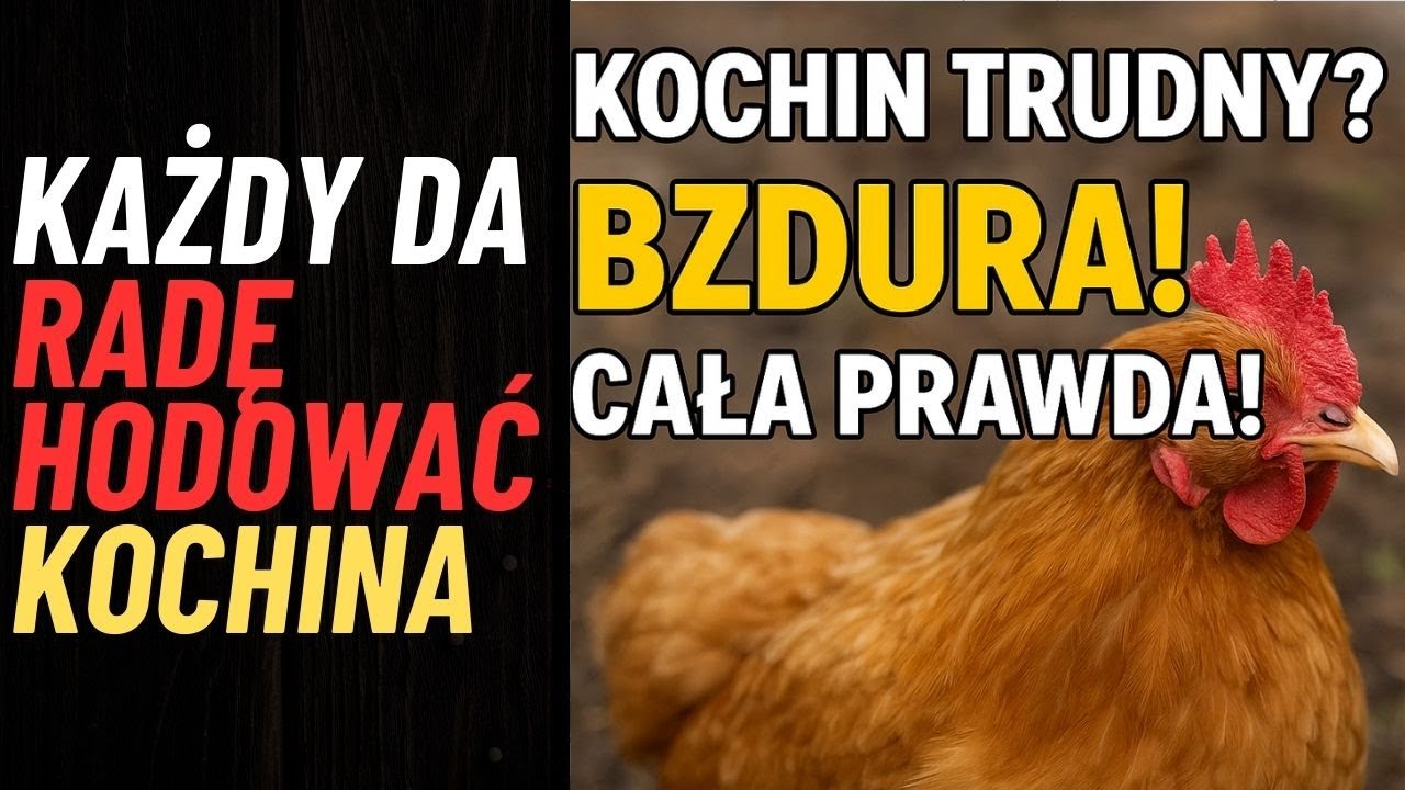 SZOK! Karzełek Kochin WCALE nie jest trudny w hodowli! Cała prawda, o kt&oacute;rej nikt nie m&oacute;wi!