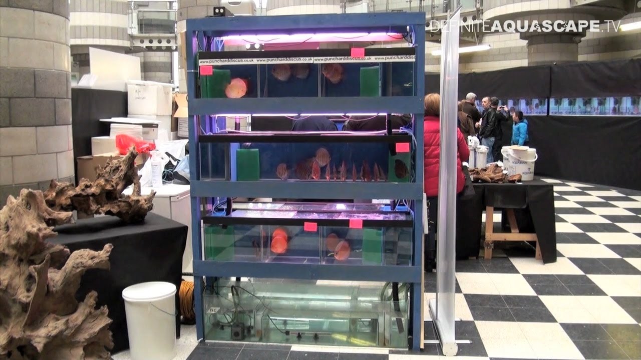 Closed circulation filtration system - The British Discus Show