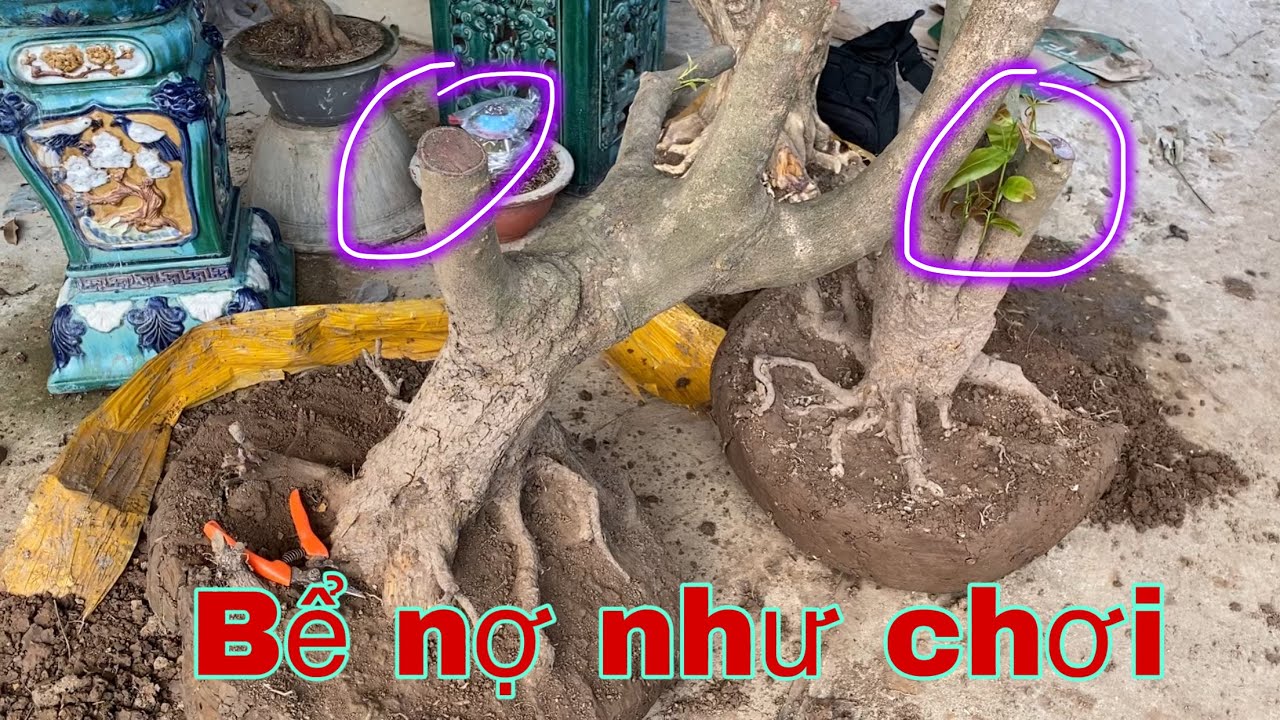 Kinh Nghiệm Quý Báo Khi Mua Phôi Mai Vàng Và Cách Sử Lý Khi Đã Mua Nhầm