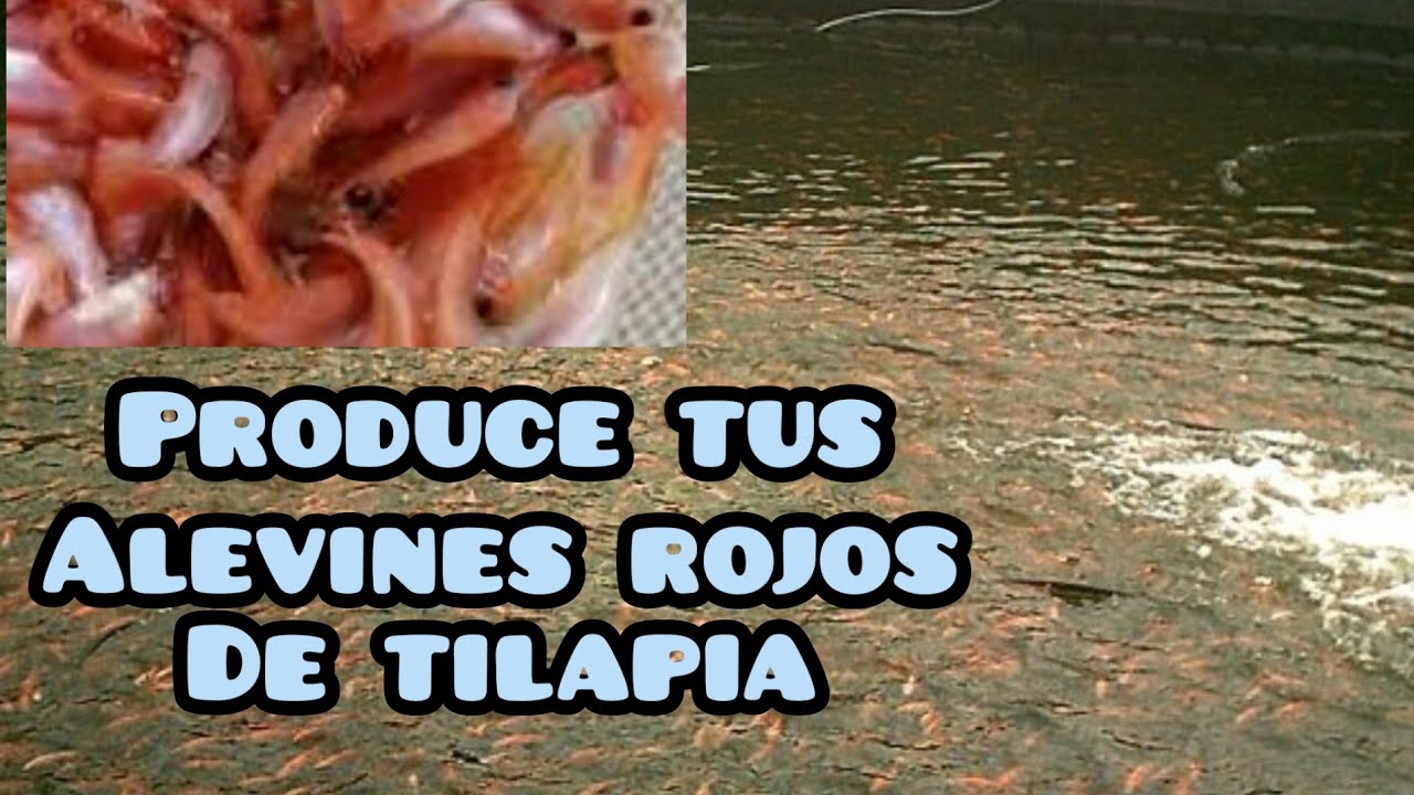 Aprende a reproducir tus tilapias Rojas.
