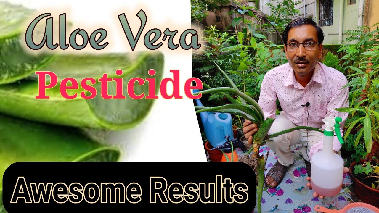 Prepare Best Pesticide from Aloe Vera and see the Massive Results