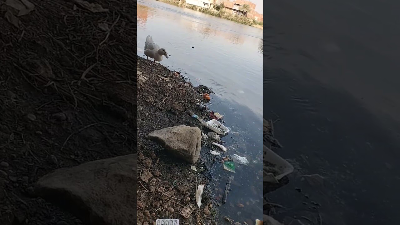شايفين الجمال إلى جاى علينا من نص البحر 😱🤦 بطه عسل زيكوا 