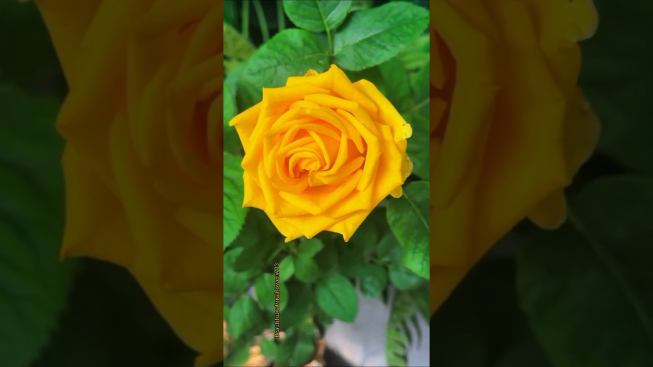 Most Beautiful Yellow Roses #shorts #viral #roseflower
