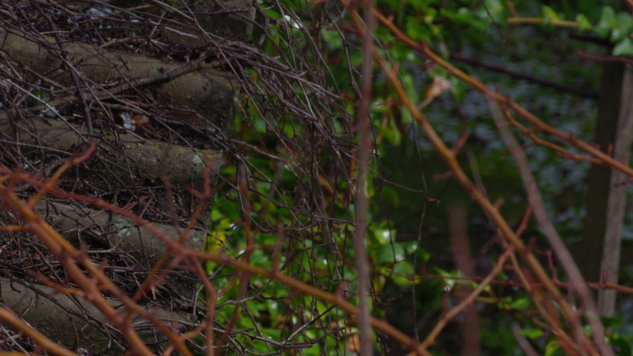 RELAX TIME 4K RAIN ASMR LOFI NATURALEZA SONIDOS NATURALES