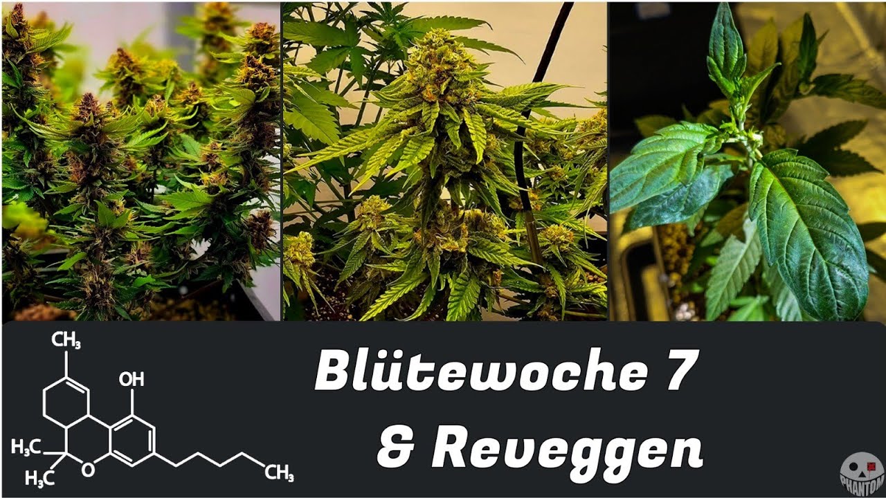 BL&Uuml;TEWOCHE 7 | Tag 49 & REVEGGEN |  INDOOR GROW | TEIL 15 | DIY