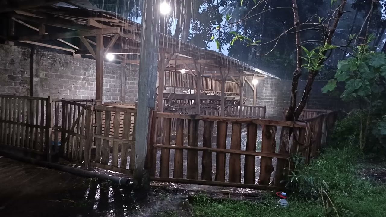 Suara hujan 🌧 di kandang kambing🐐