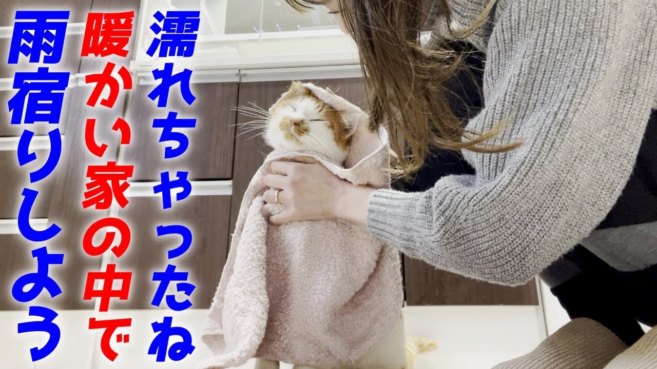 雨でびしょ濡れになった三毛猫家族をタオルで拭いて雨宿りしてもらいました！[三毛母猫と子猫]