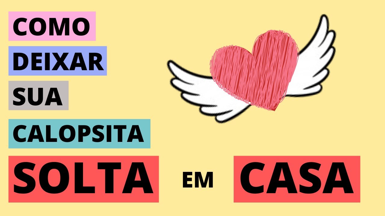 Como deixar sua Calopsita solta em casa.