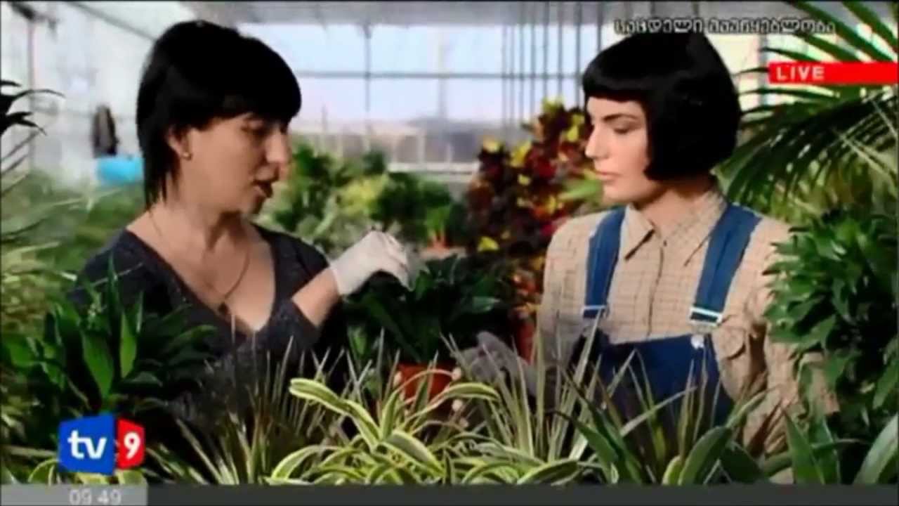 გრატოს სათბურები Part 2- Grato Greenhouse