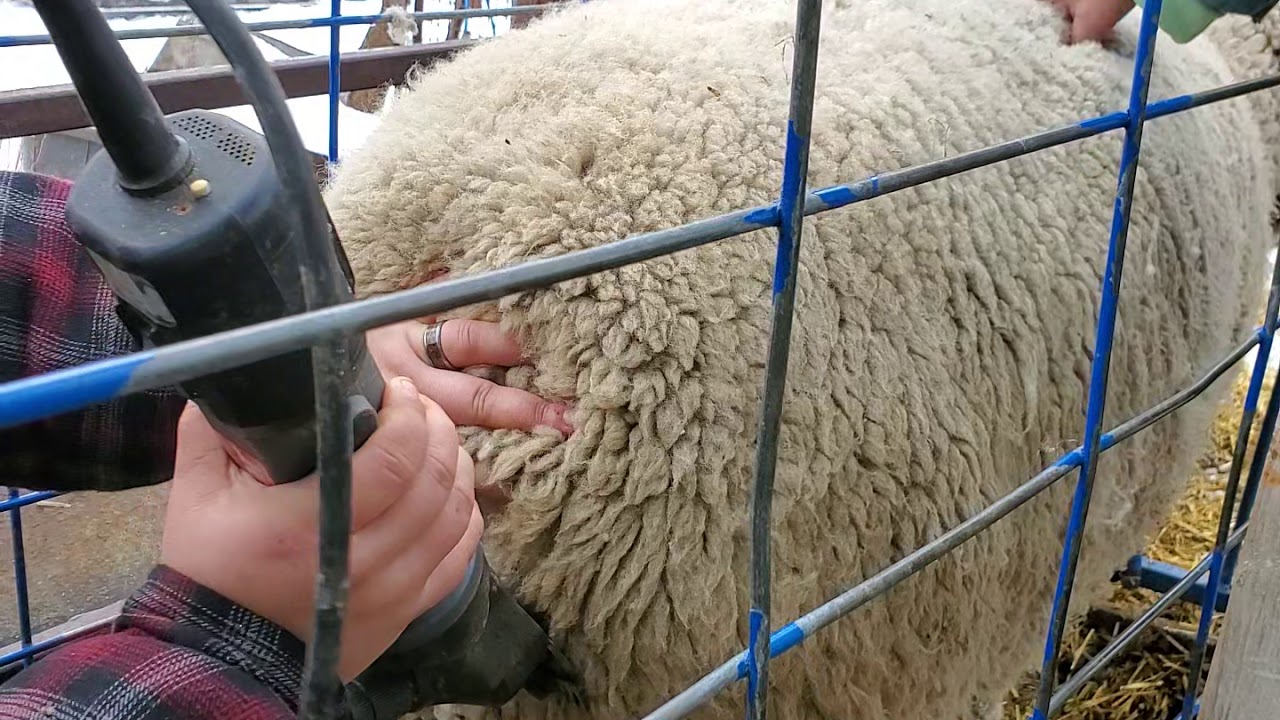 Crutching a ewe before lambing