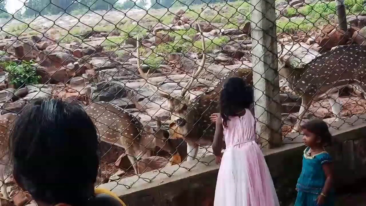 Deer Park At Alipiri Mettu Foot Path Tirumala Nice View !!!!