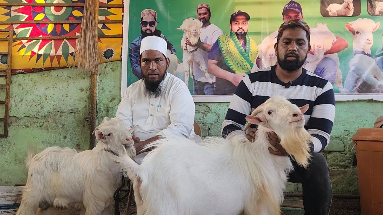 Biggest Bantam Bakre At Puff King Goat Farm Panvel.