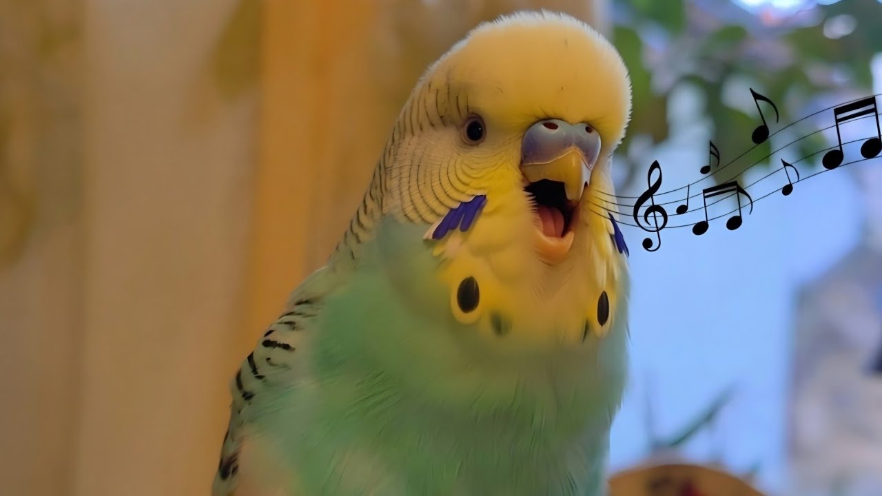 Parrot Sings Better Than Most Humans 😱😂 (You Won't Believe This!)