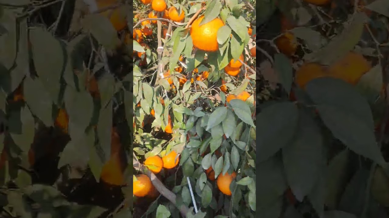 very good orchard of kinnow of Bhunga block Hoshiarpur.
