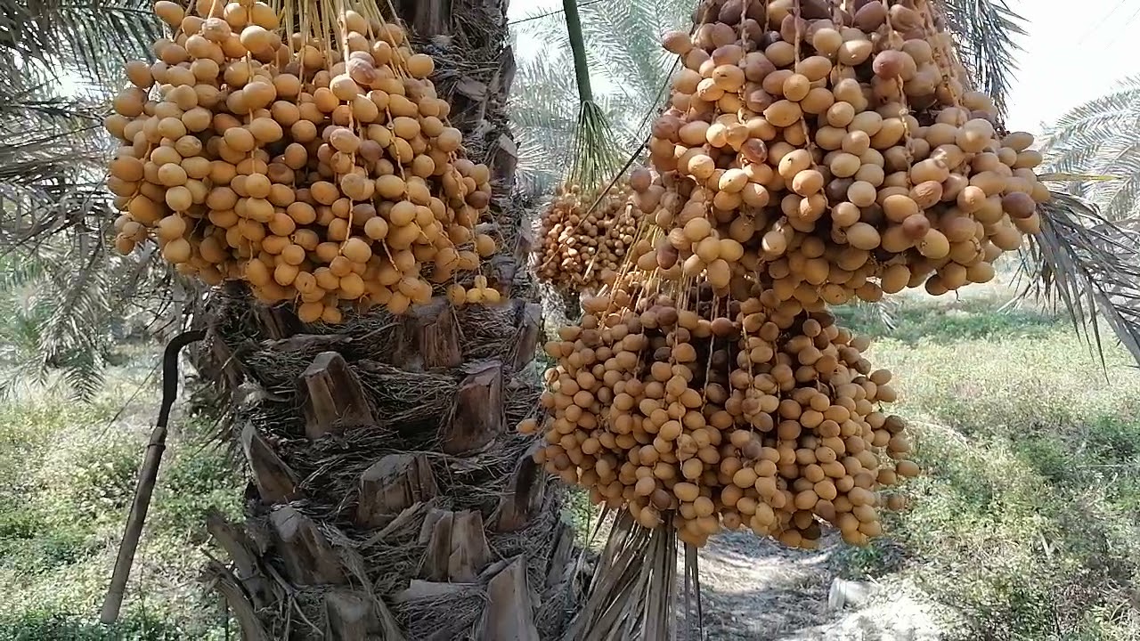 النخيل البرحي بساتين أهل البصره في محافظة بابل عزيزي المشاهد تابع الفديو