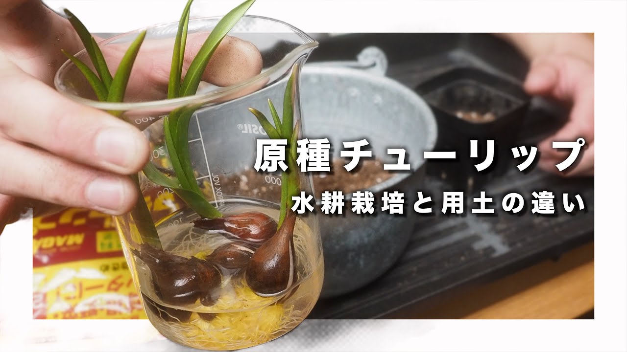 始めるなら今！原種チューリップを鉢に植え替え！水耕栽培と二種類の用土、それぞれの成長の違いを実験します【花】