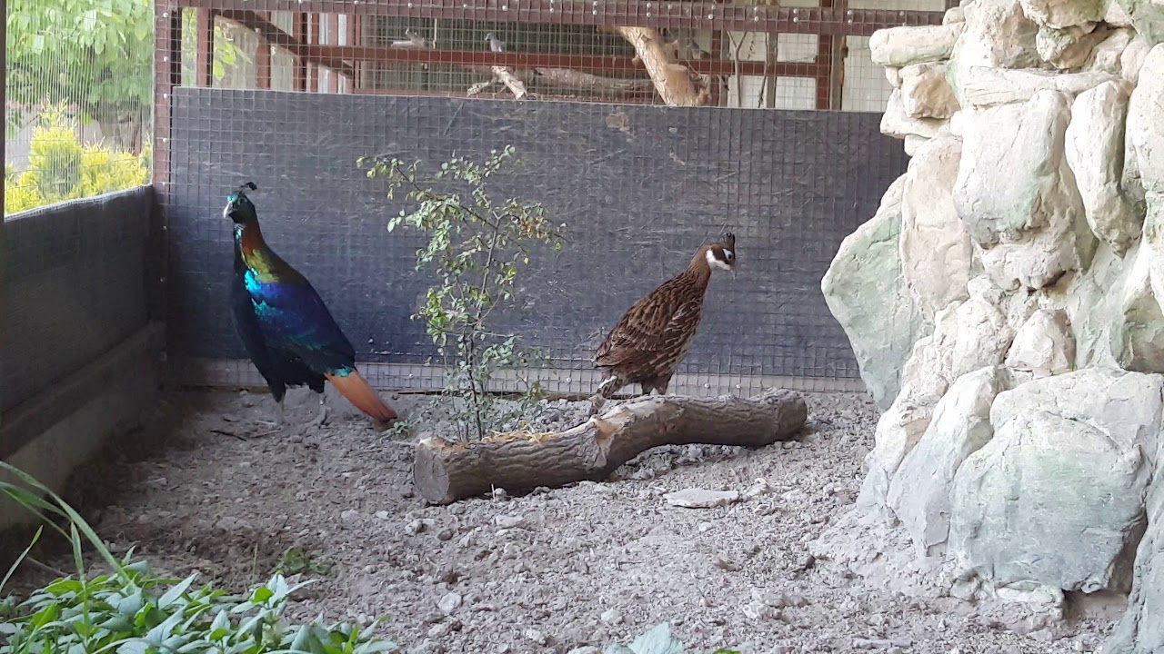 Гималайский монал                                    Himalayan monal lophophorus impejanus